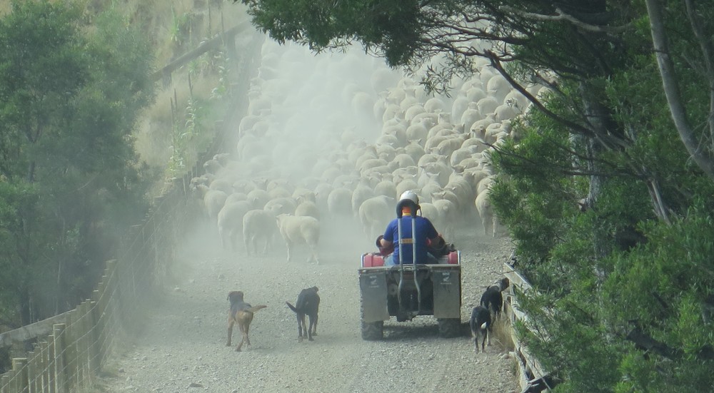 Mtutu sheep with bike.jpg